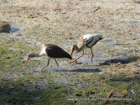 Birds Wildlife At Castaway Point Park Palm Bay Florida