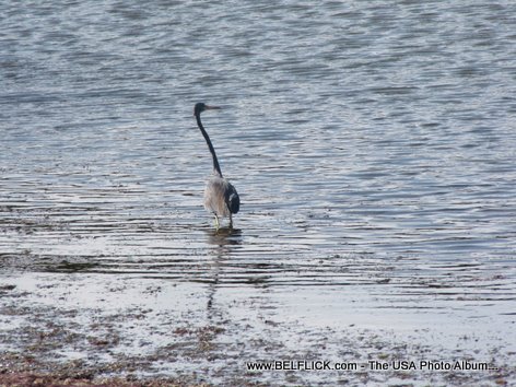 Birds Wildlife Indian River, Palm Bay Florida