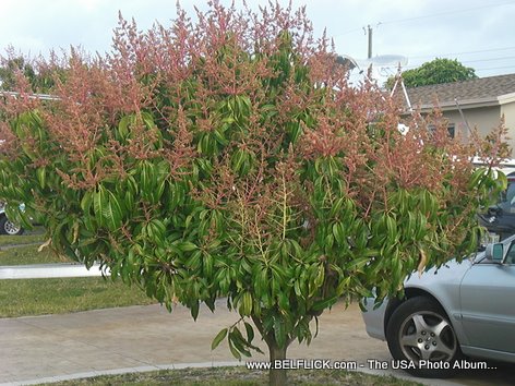 Mango Tree In Miramar Florida