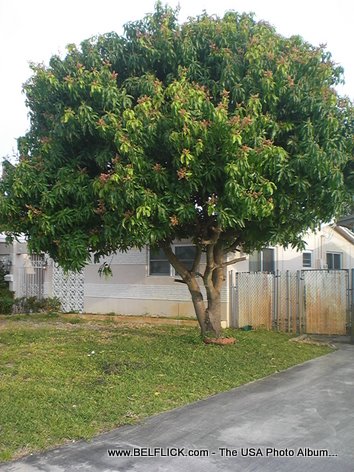Mango Tree In Miramar Florida