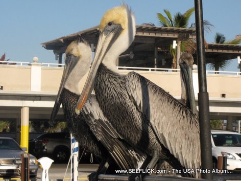 Brown Pelicans Ft Lauderdale Florida